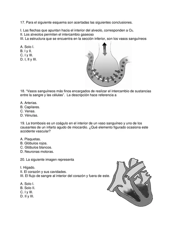 Prueba De Ciencias Naturales Sexto Basico Etapas Del Desarrollo Humano