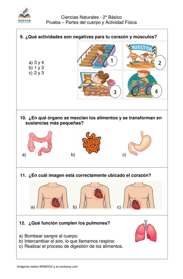 Prueba Partes del cuerpo y actividad Física - Ciencias Naturales 2° Básico - OA7 y OA8