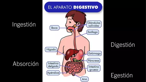 PowerPoint "Sistema digestivo"