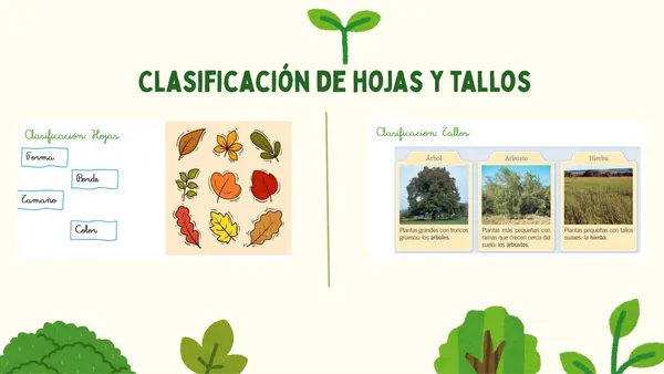 Clasificación de las plantas 