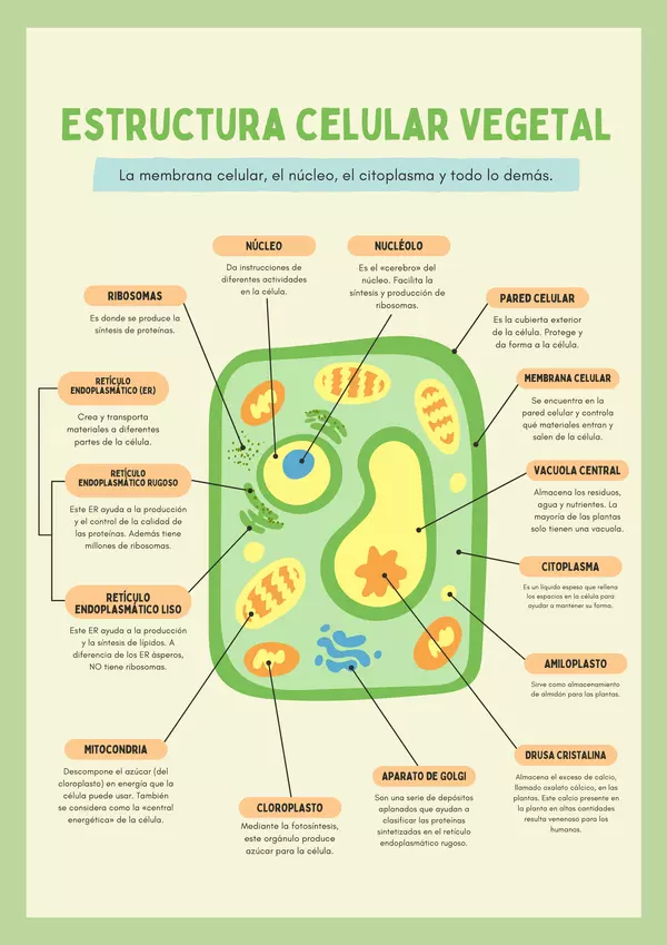 Estructura de la célula vegetal