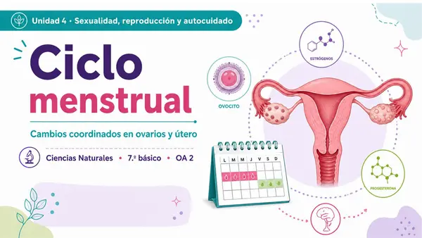 7MO OA 2 CICLO MENSTRUAL 