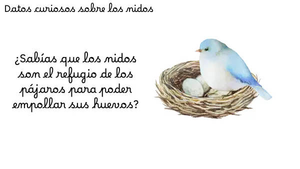 PRIMER DÍA LECCIÓN NIDO 