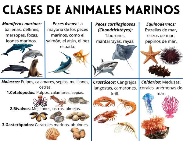 Clases de animales marinos