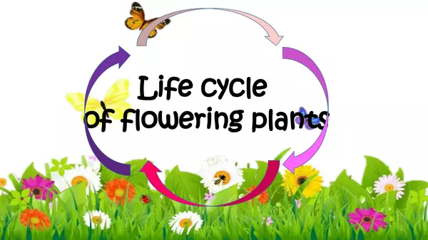 Life cycle of flowering plants