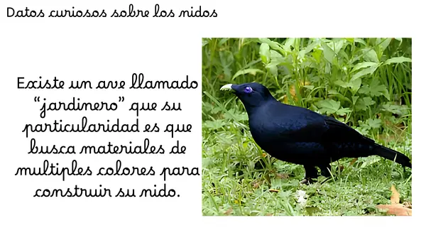 PRIMER DÍA LECCIÓN NIDO 