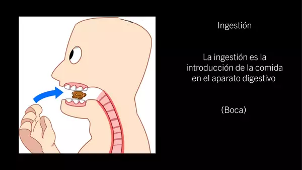 PowerPoint "Sistema digestivo"