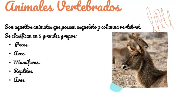 "Animales vertebrados"