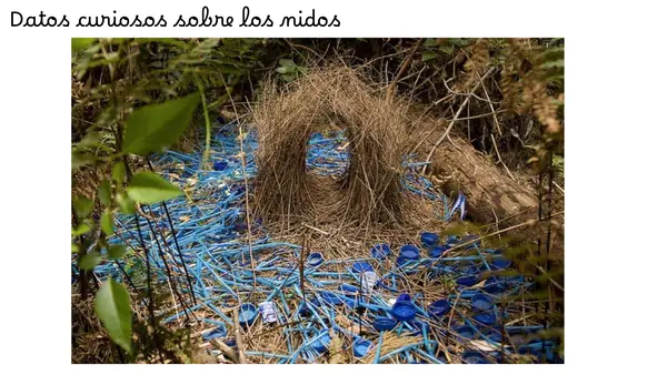PRIMER DÍA LECCIÓN NIDO 