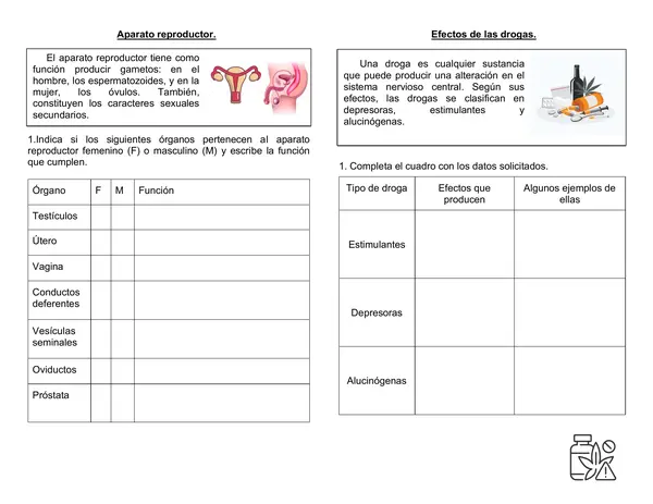 Guía ciencias 6°año "órganos reproductores y efecto de las drogas"