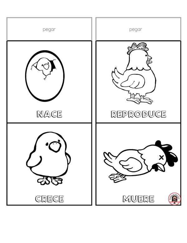 CICLO DE VIDA DE LOS SERES VIVOS 