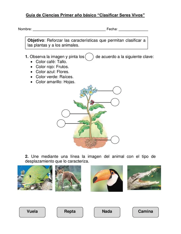 Guía de ciencias "Clasificar plantas y animales" primer año.