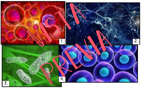 Organismos unicelulares y pluricelulares introducción análisis de imágenes