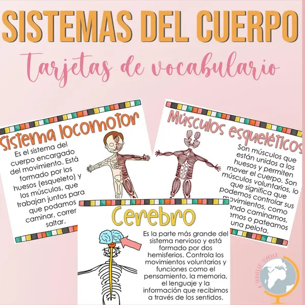 Sistemas del cuerpo tarjetas de vocabulario