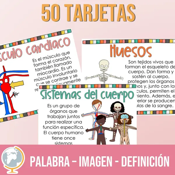 Sistemas del cuerpo tarjetas de vocabulario