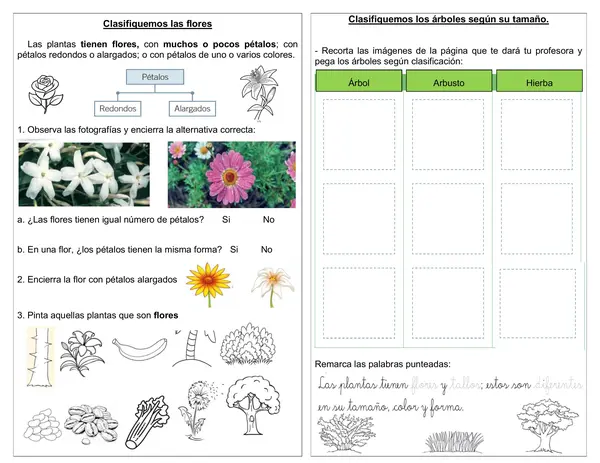 Guía 1° básico "Clasificar flores" "Clasificar plantas según tamaño"