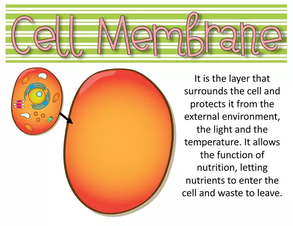 Flashcards Vocabulary The Cell