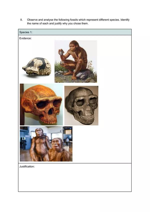 Worksheet: Identifying Human Species by Skull Characteristics