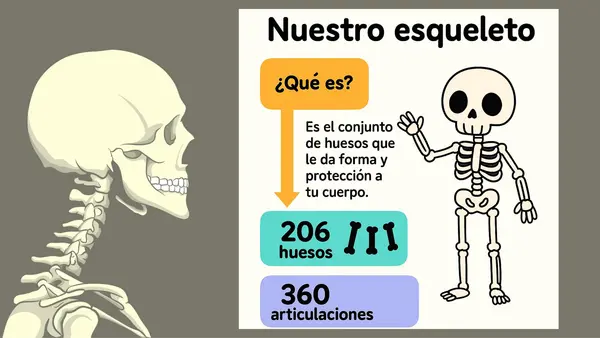 🦴 El esqueleto y sus funciones – PowerPoint