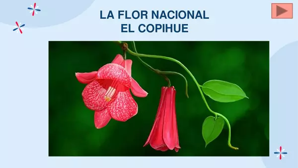 Flor nacional de Chile el copihue