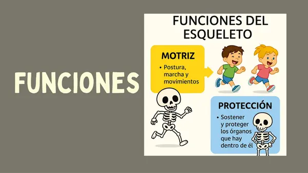 🦴 El esqueleto y sus funciones – PowerPoint