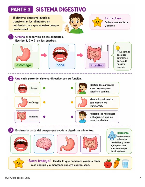 NEE Guía Adecuada Sistemas del Cuerpo Humano | Ciencias Naturales 5° Básico