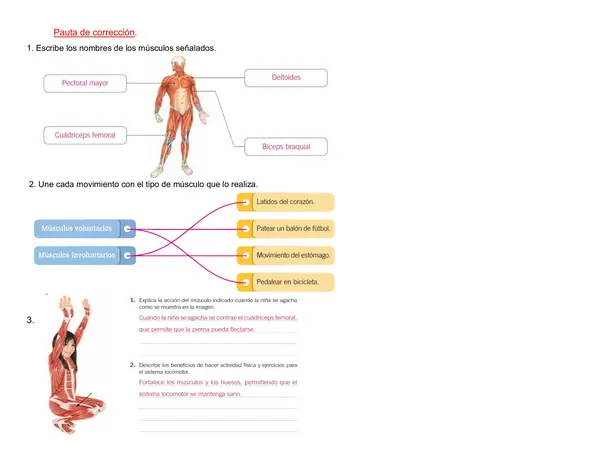 Guía de ciencias 4° año "Actividades Sistema Muscular"