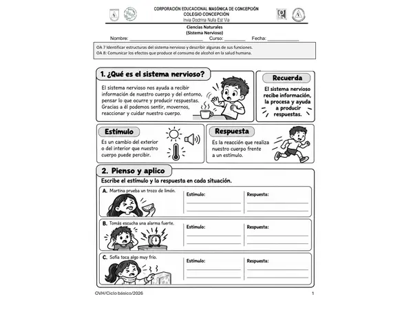 Guía Ciencias Naturales 4° Básico | Sistema Nervioso, Estímulos, Respuestas y Alcohol