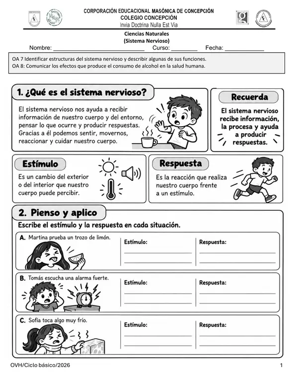 Guía Ciencias Naturales 4° Básico | Sistema Nervioso, Estímulos, Respuestas y Alcohol