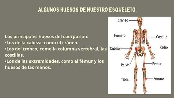 🦴 El esqueleto y sus funciones – PowerPoint