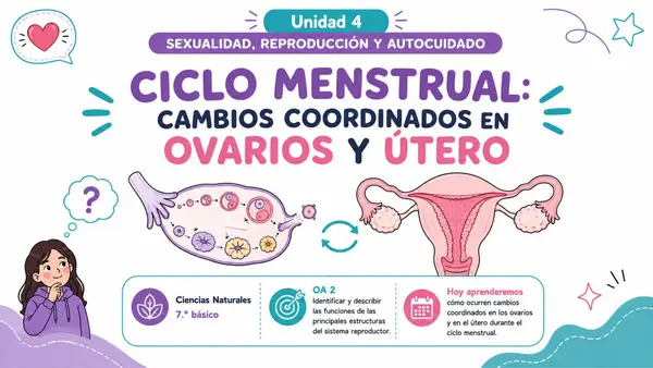 7MO OA 2 - CICLO MENSTRUAL OVARIOS Y ÚTERO