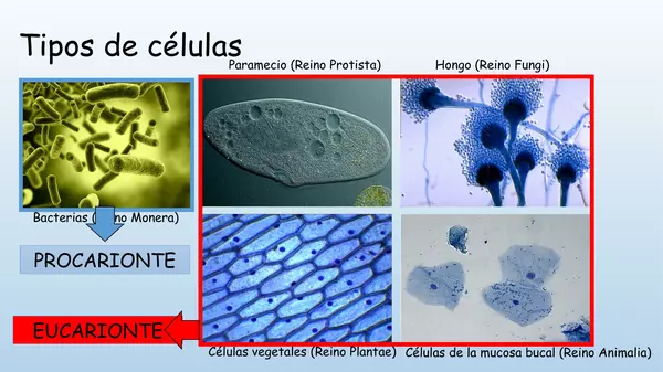 Presentacion Octavo Basico, La celula procarionte y Eucarionte