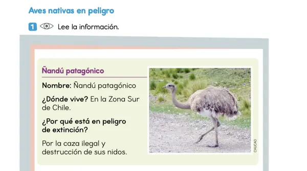 Clase 5 Lección 3 Unidad 2 "Aves Nativas en peligro" 2° Básico