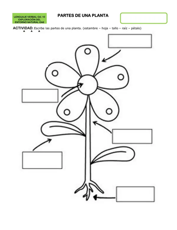 ciclo de las plantas