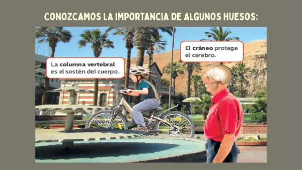 🦴 El esqueleto y sus funciones – PowerPoint
