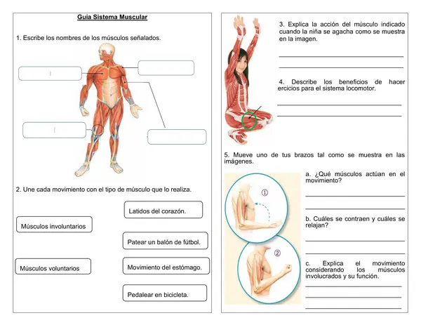Guía de ciencias 4° año "Actividades Sistema Muscular"