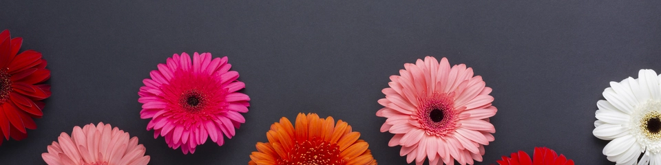 Paulina Alejandra - @laprofepauli cover photo