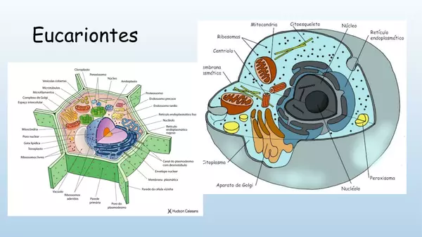 Presentacion Octavo Basico, La celula procarionte y Eucarionte