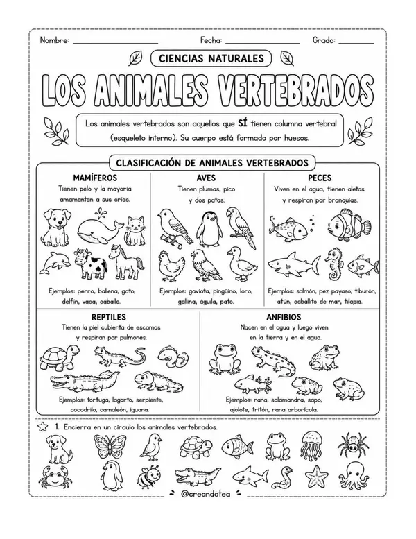 Guía de practica de cs. naturales de los animales vertebrados e invertebrados