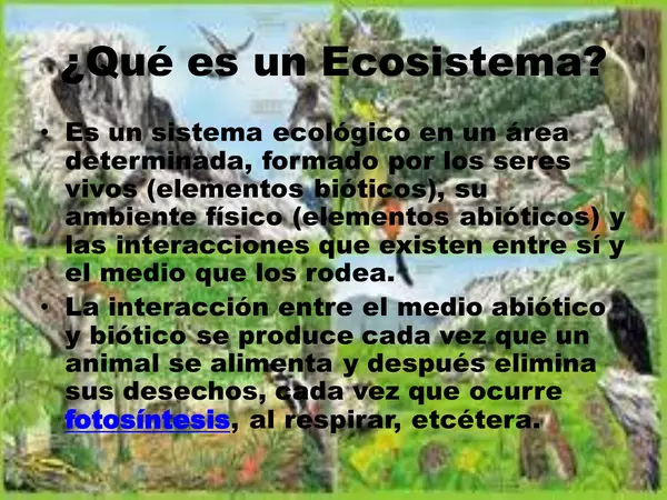 Ecosistemas y fotosíntesis"