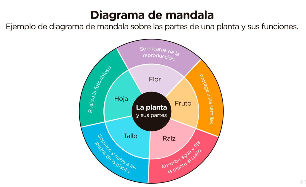 604. DIAGRAMA DE MANDALA.jpeg