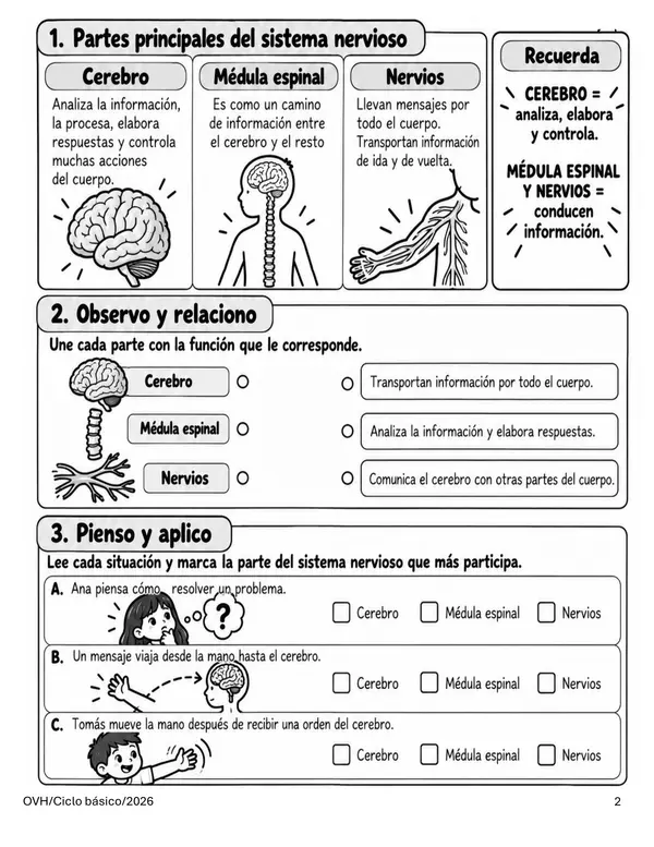 Guía Ciencias Naturales 4° Básico | Sistema Nervioso, Estímulos, Respuestas y Alcohol
