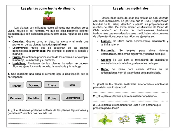 Guía de síntesis "Las utilidades de las plantas" Tercer año.
