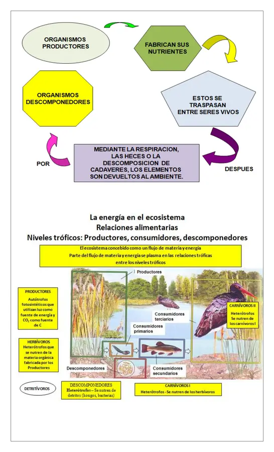 Guía - Organismos y medioambiente