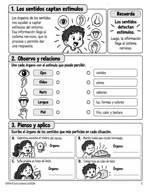 Guía Ciencias Naturales 4° Básico | Sistema Nervioso, Estímulos, Respuestas y Alcohol