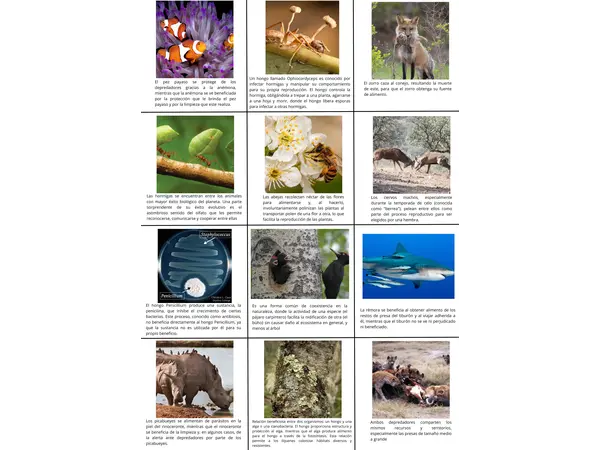 cartas de adivinanzas de interacciones ecológicas