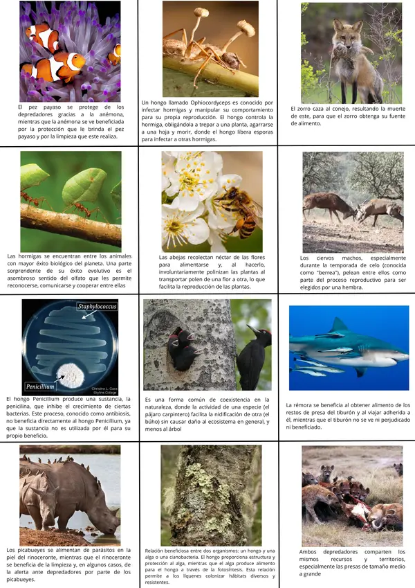 cartas de adivinanzas de interacciones ecológicas