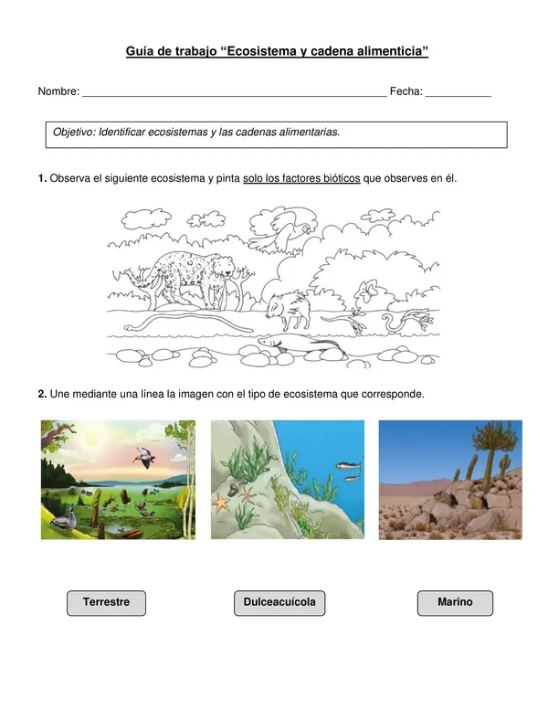 Guía de ciencias "Ecosistema y cadena alimentaria" 4° básico.