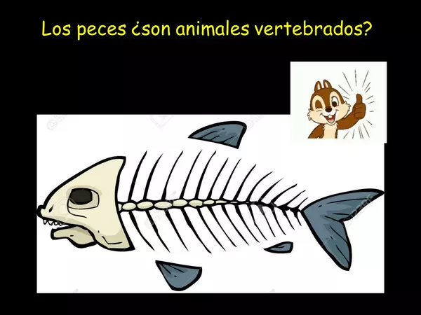 animales vertebrados peces 