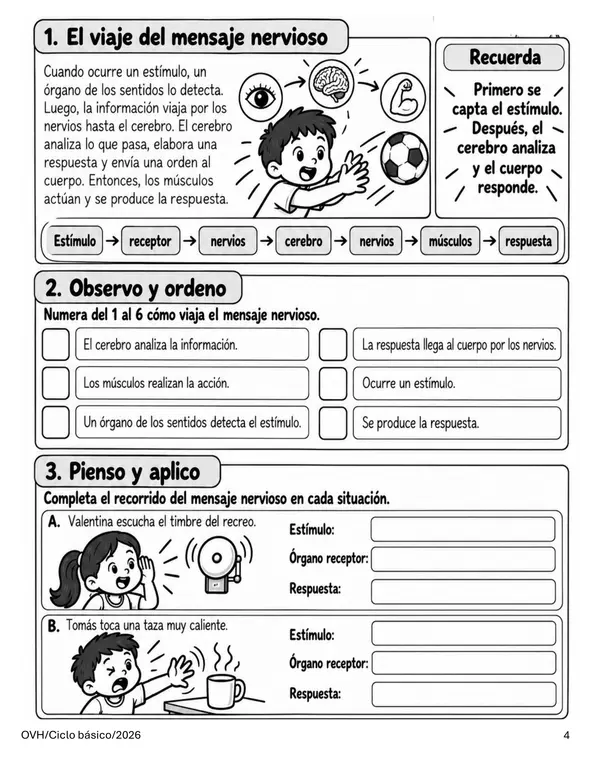 Guía Ciencias Naturales 4° Básico | Sistema Nervioso, Estímulos, Respuestas y Alcohol